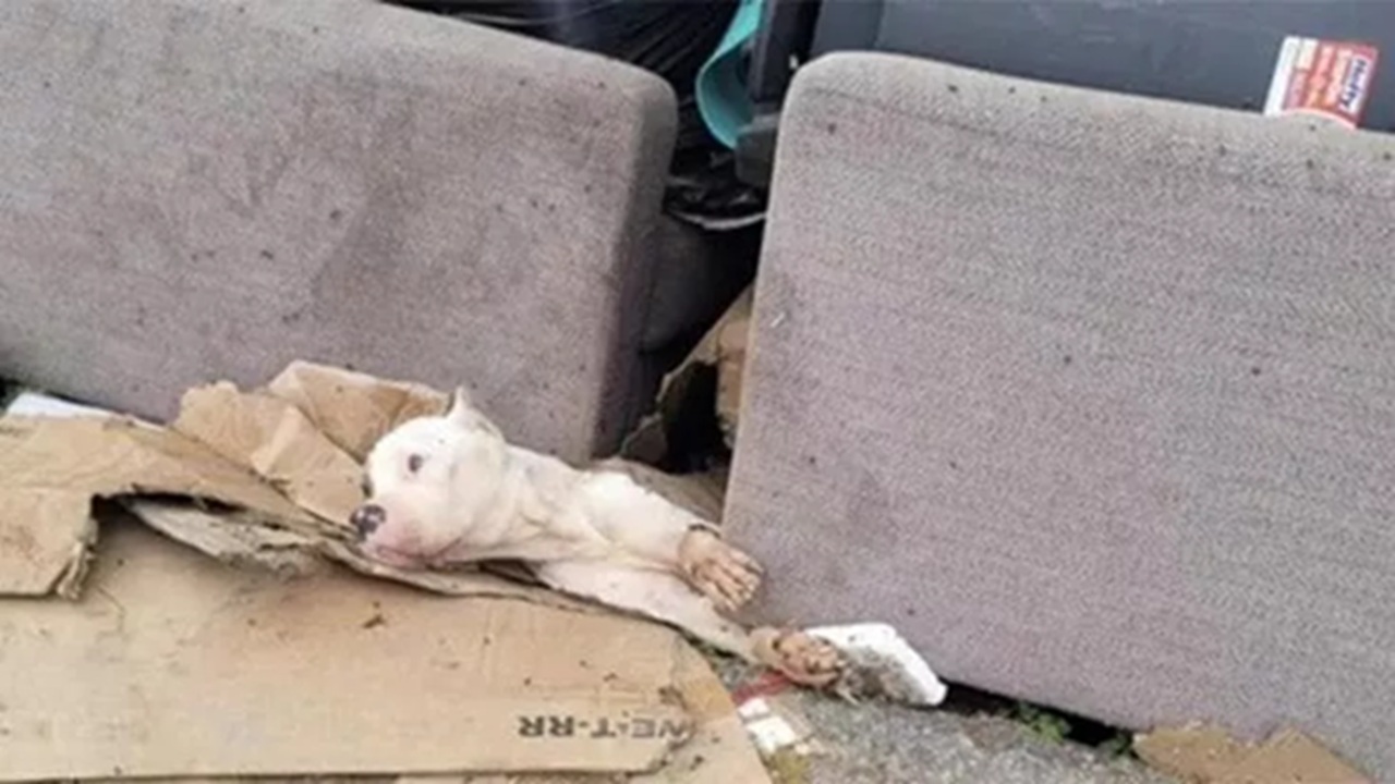 Cane incastrato nel divano in discarica