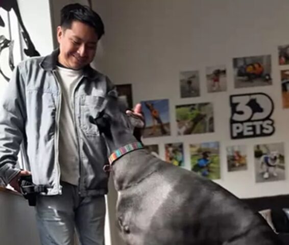 Cane piange per aver perso la zampa per il cancro, ma qualcuno gli cambia la vita