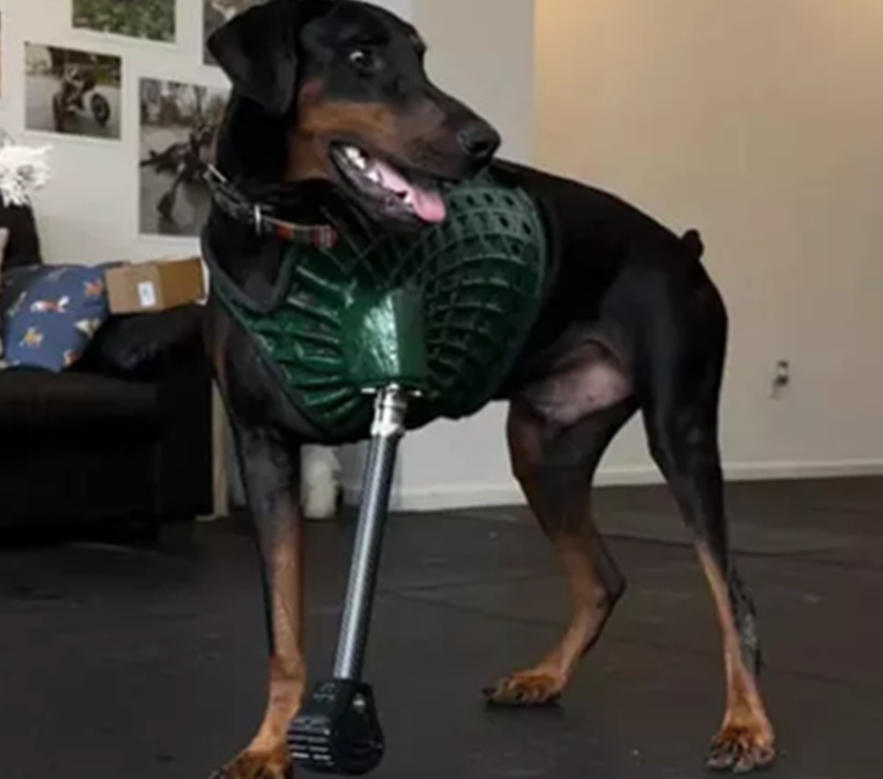 Cane con protesi alla zampa