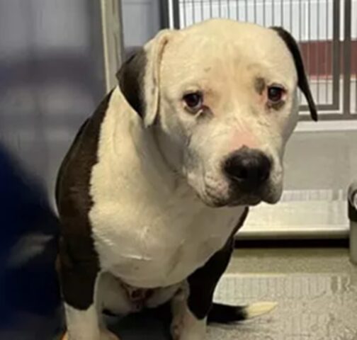 Cane tremante di paura diventa un altro dopo un incontro speciale