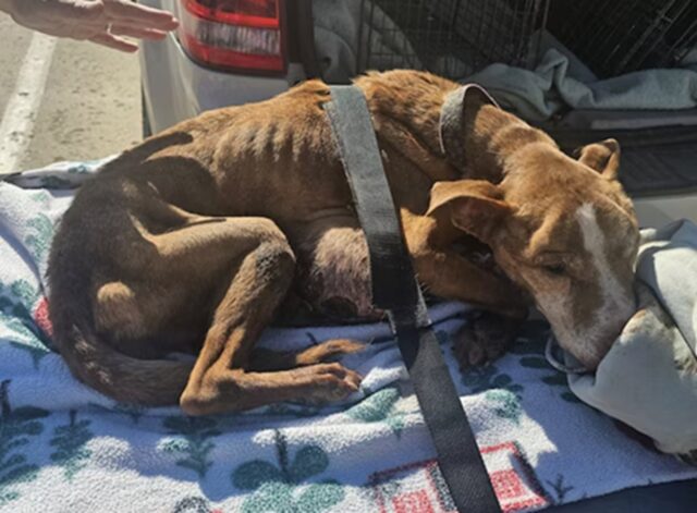 Cane vola sul ponte dell’arcobaleno dopo aver ricevuto la prima carezza in vita sua