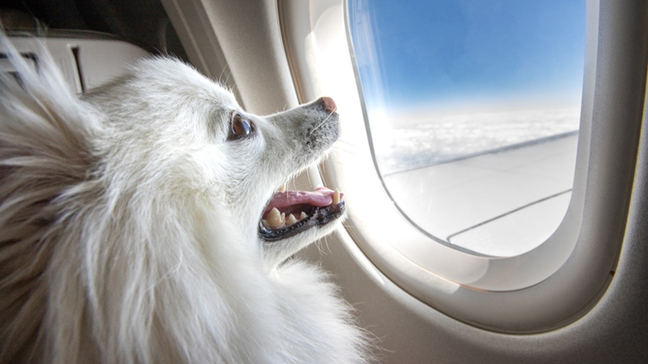 Cani e gatti in aereo in cabina con i proprietari