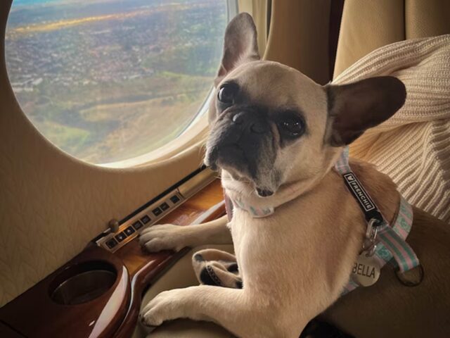 Cani e gatti in aereo in cabina con i proprietari: come sono cambiate le regole sui voli italiani