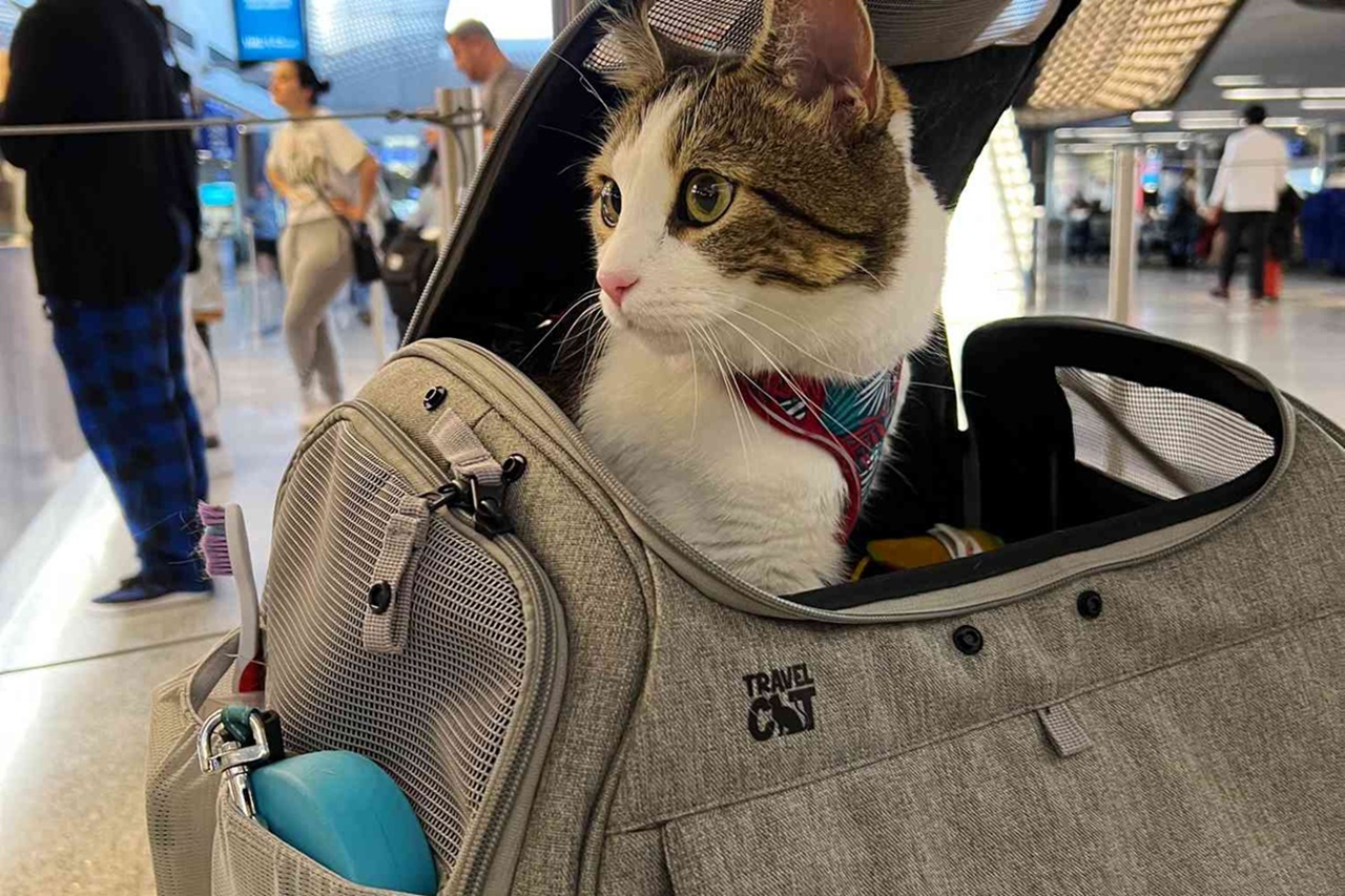 Gatto in aeroporto