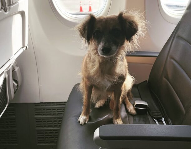 Cani sugli aerei: perché per Giovanardi è un’idea assurda