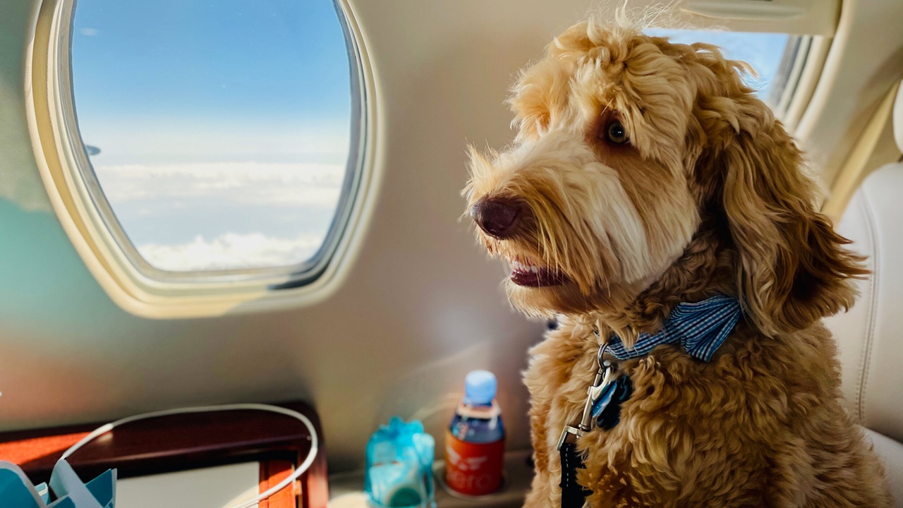 Cane a bordo di un aereo