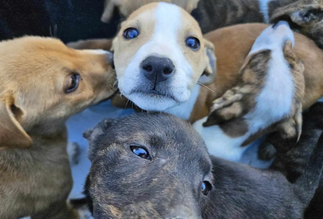 Cuccioli abbandonati in una scatola