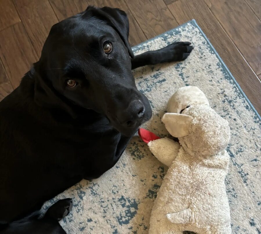 Donna prende il suo cane all’asilo ma nota un comportamento strano