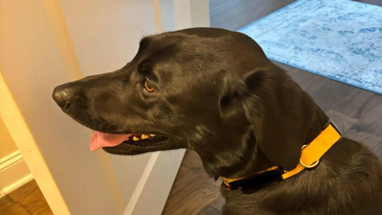 Cane ritorna dall'asilo con un comportamento strano
