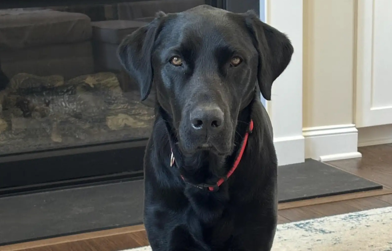 Cane nero arrabbiato