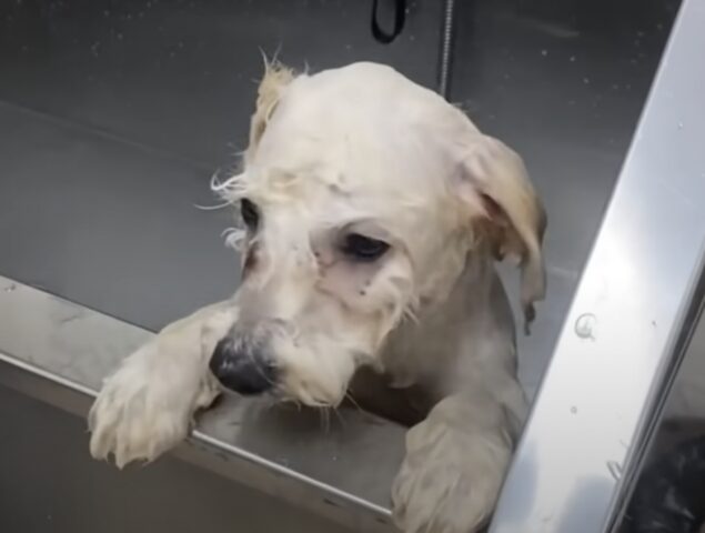 Donna trova un cane randagio tutto bagnato dalla pioggia al suo risveglio
