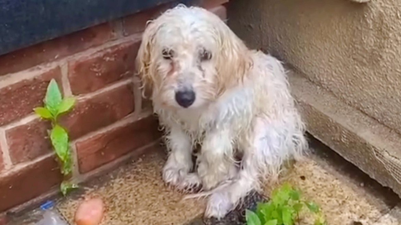 Cane randagio bagnato