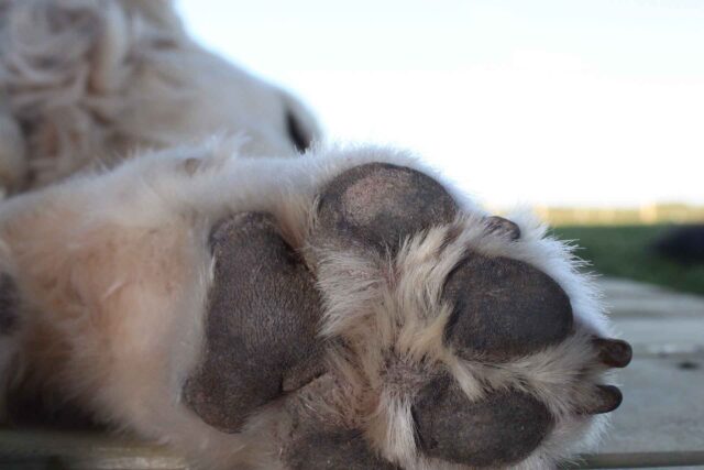 Per eliminare i parassiti del cane proprietario dà fuoco all’animale