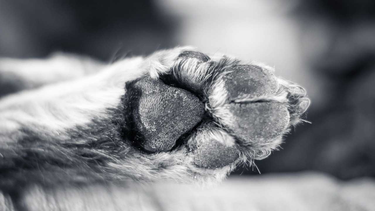 eliminare i parassiti del cane