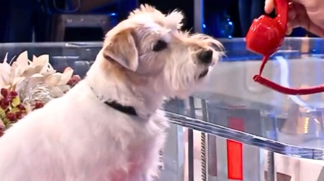Gennarino, il Jack Russell mascotte del programma Affari Tuoi di Stefano De Martino