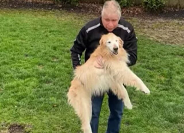 Golden Retriever dà l’ultimo saluto al giardino che ha tanto amato