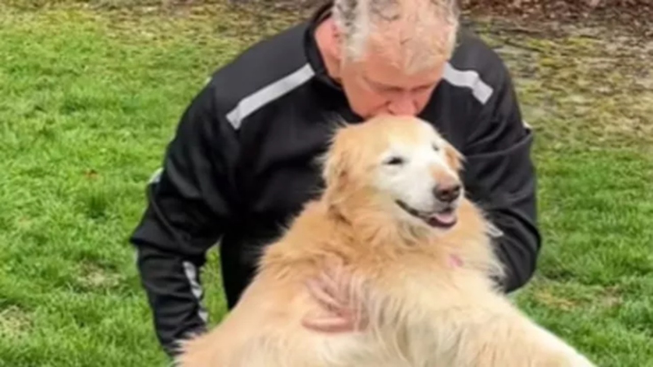 golden retriever saluto giardino