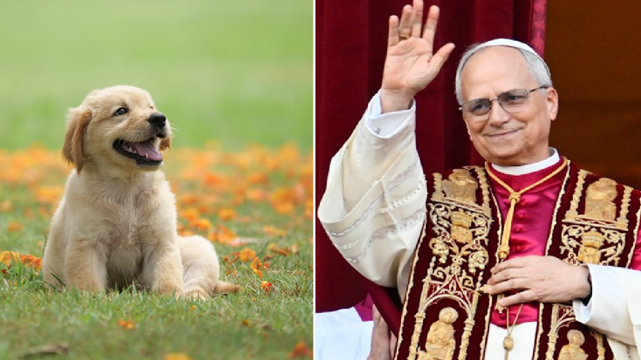 Papa Leone XIV appello Oipa