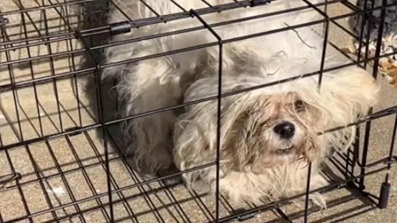 pianto del cane abbandonato in una gabbia