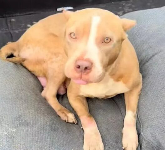 Pit Bull abbandonata in mezzo ai rifiuti dopo un aborto spontaneo
