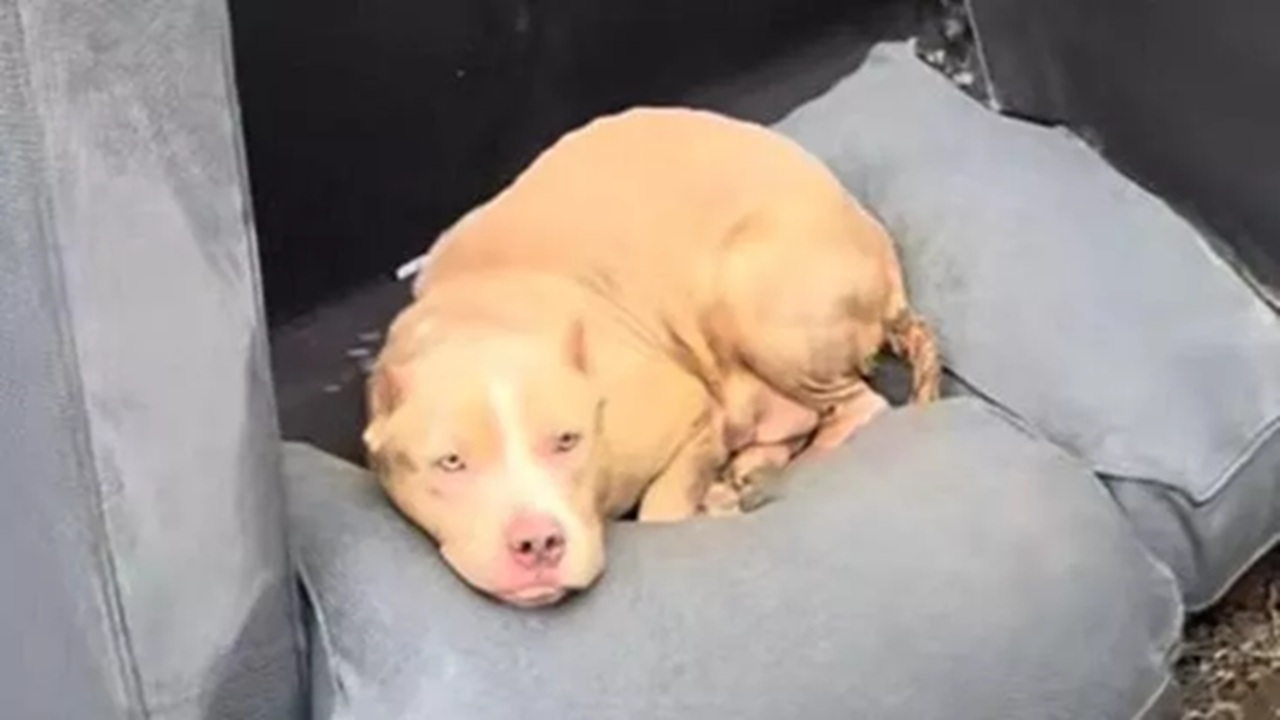 Pit Bull abbandonata tra i rifiuti