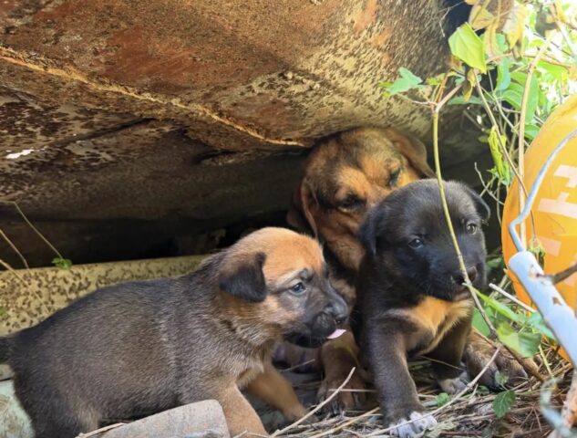 Cagnolina incinta nascosta nella discarica di rifiuti