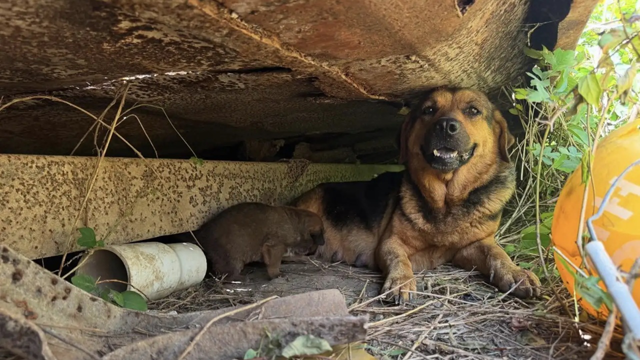 Cagnolina incinta nascosta nella discarica di rifiuti