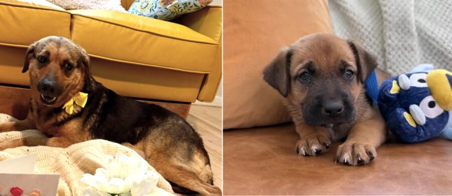 Teddy, Cleo, Sadie, Rusty e Willow