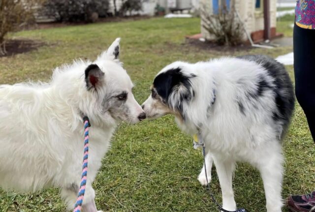 Cane abbandonato in una scatola di Amazon: qualcuno lo nota e lo salva