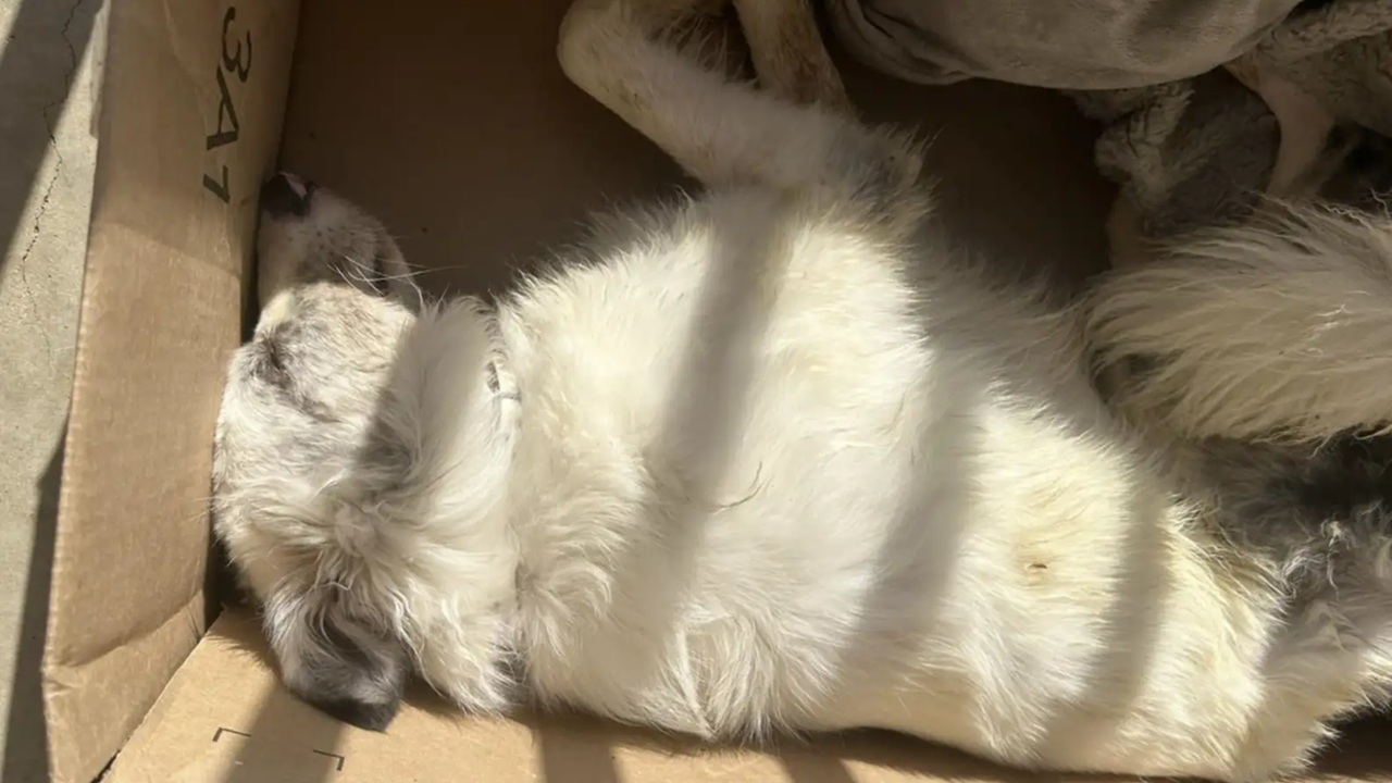 Cane abbandonato in una scatola di Amazon