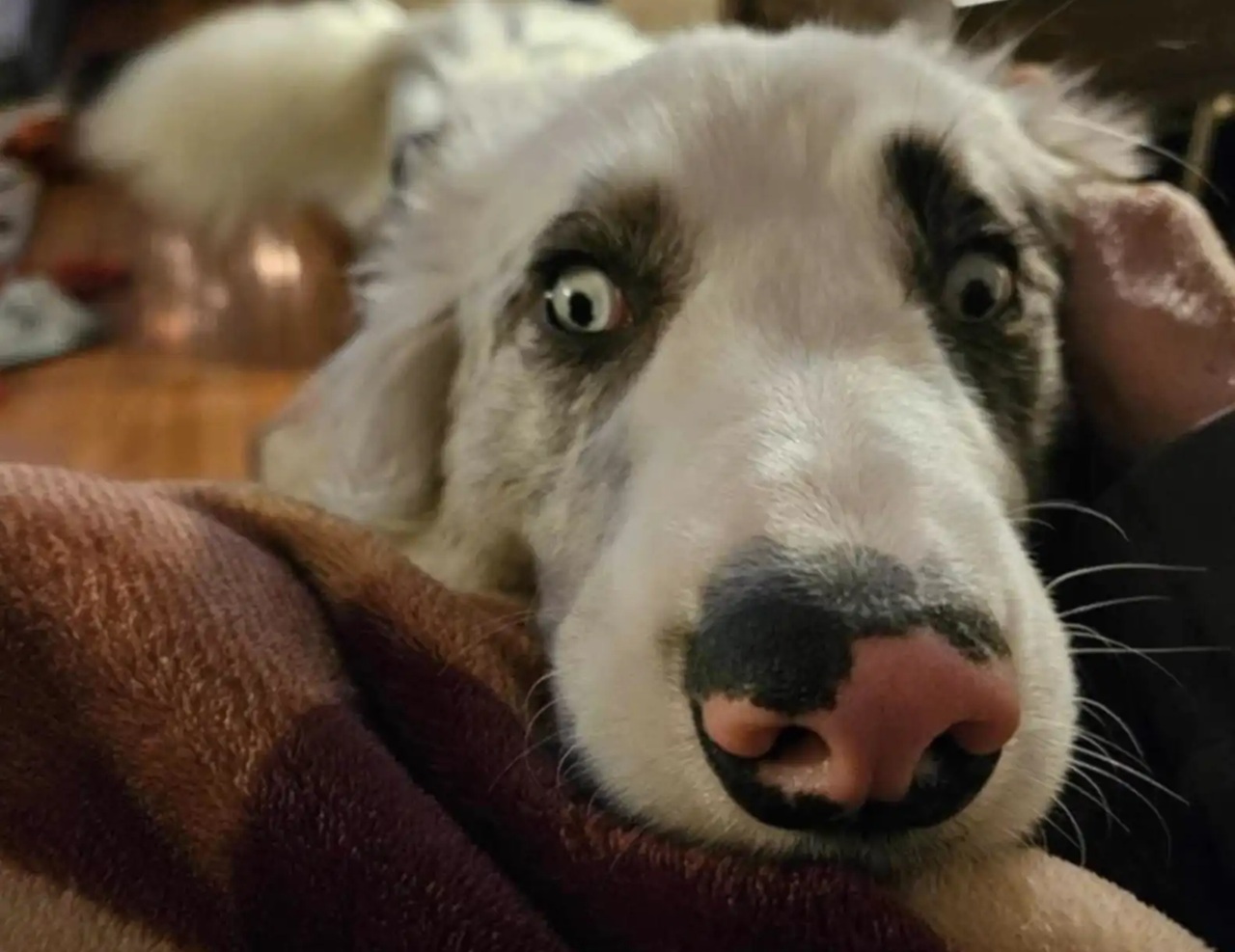 Cane bianco e nero
