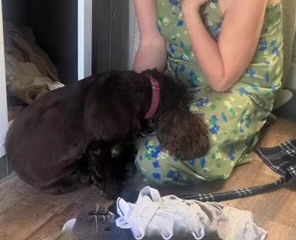 Cane accumulatore seriale ha un nascondiglio: ecco cosa hanno trovato lì dentro