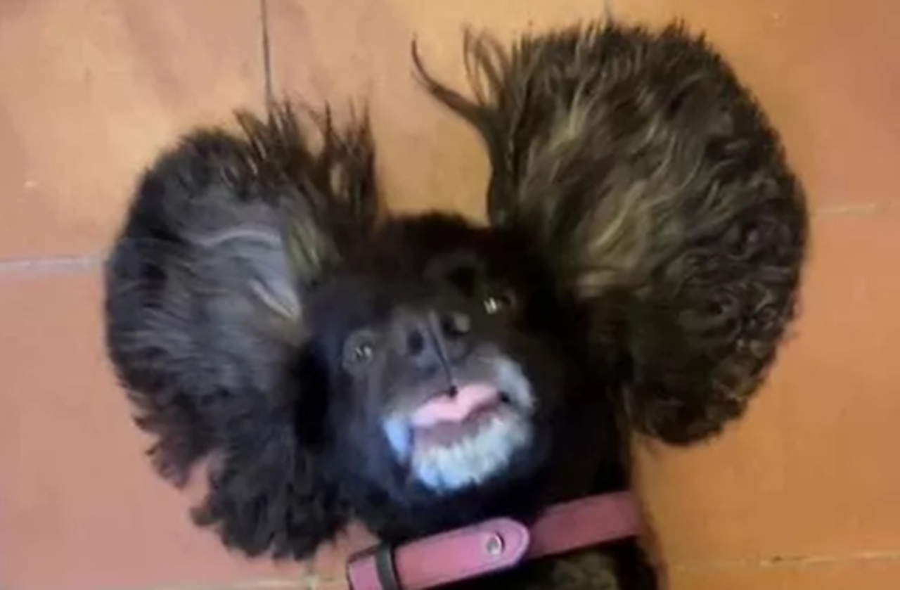 Cocker Spaniel