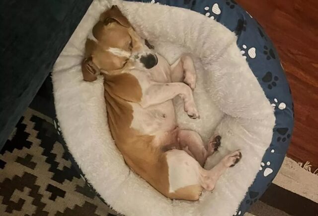 Il cane adottato ha un segreto: Scottie era incinta