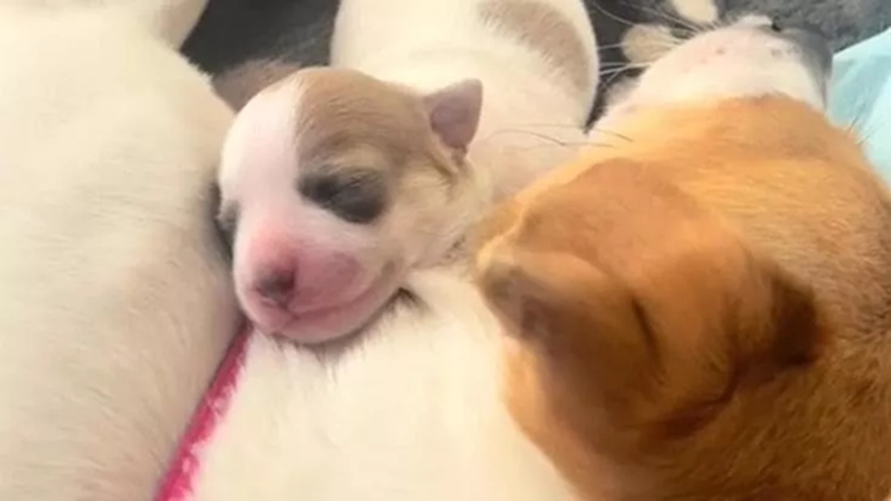 cane adottato ha un segreto