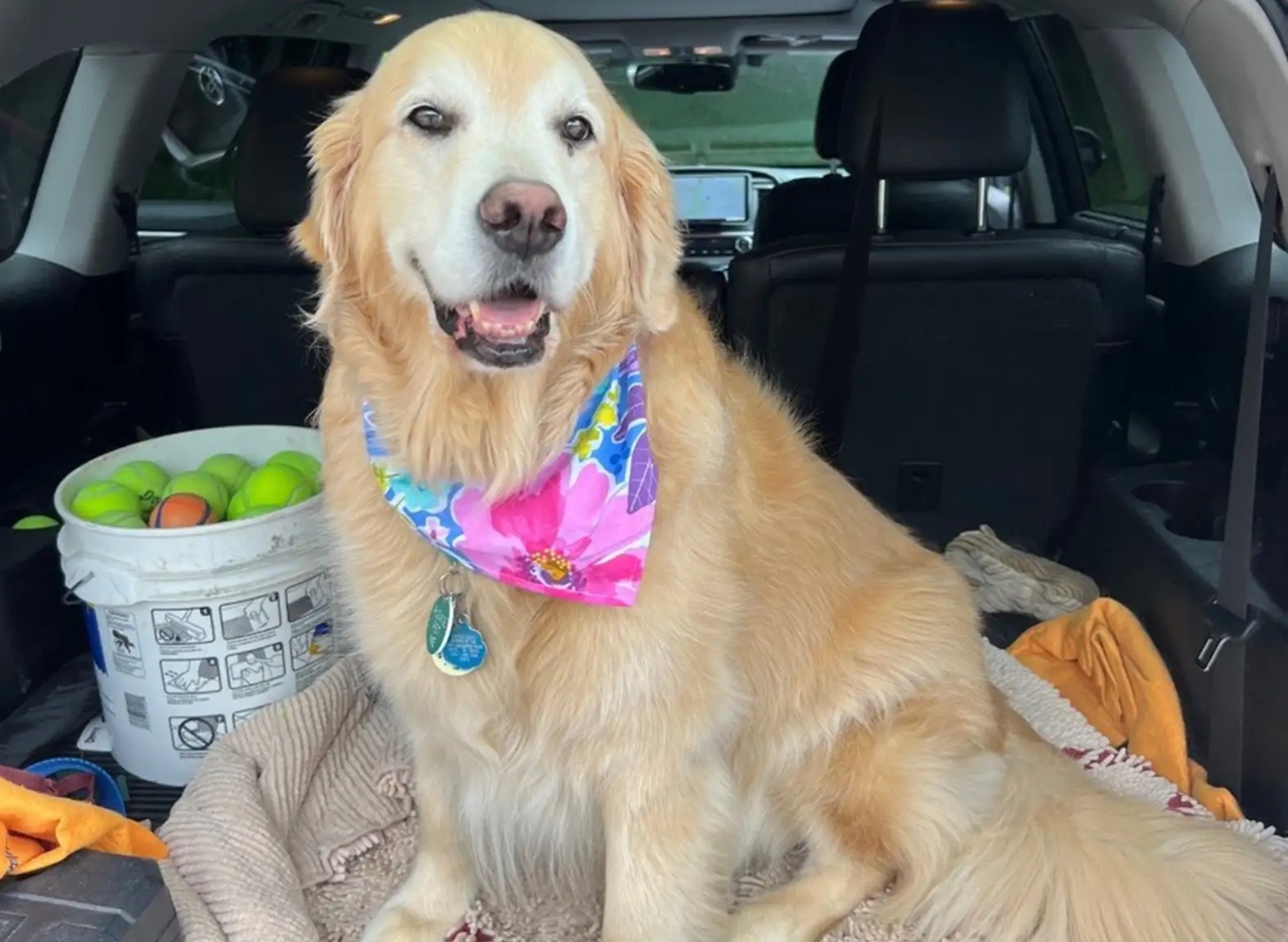 Cane con la bandana