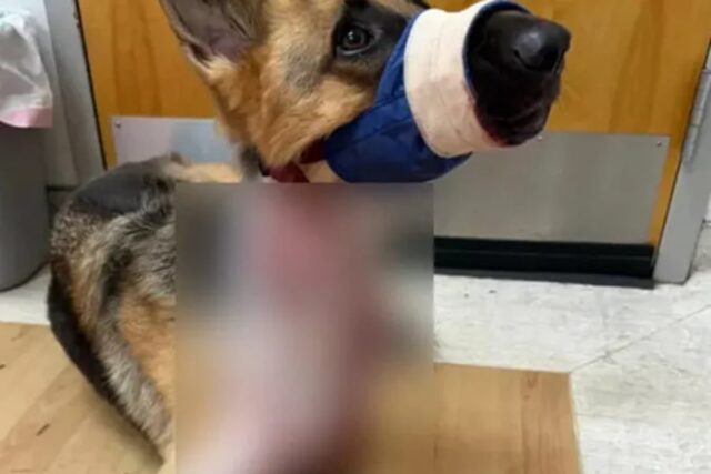Cane attaccato da un alligatore: come ha fatto a sopravvivere?