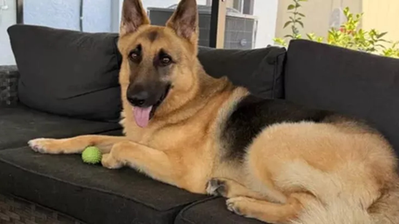Cane attaccato da un alligatore