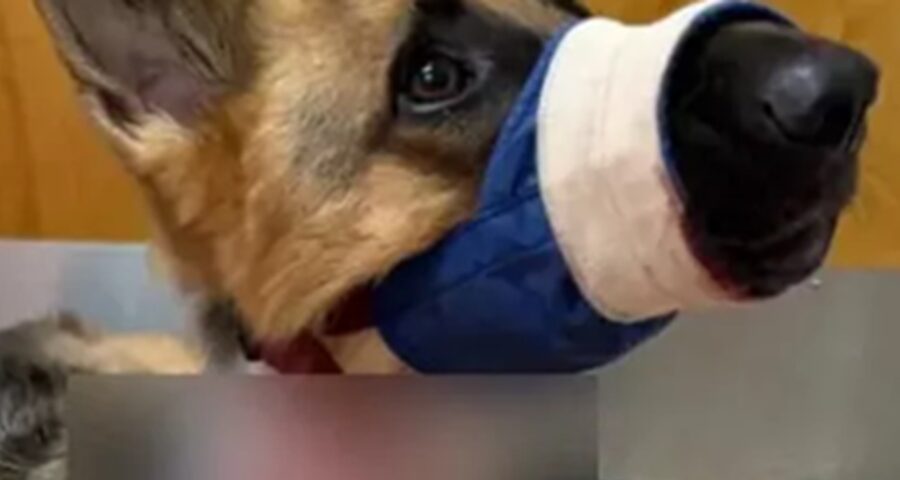 Cane ferito