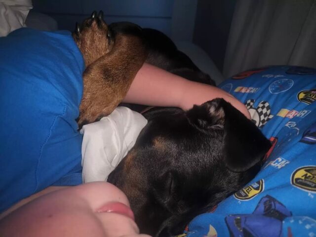 Cane coccola il fratello per farlo dormire e gli salva la vita