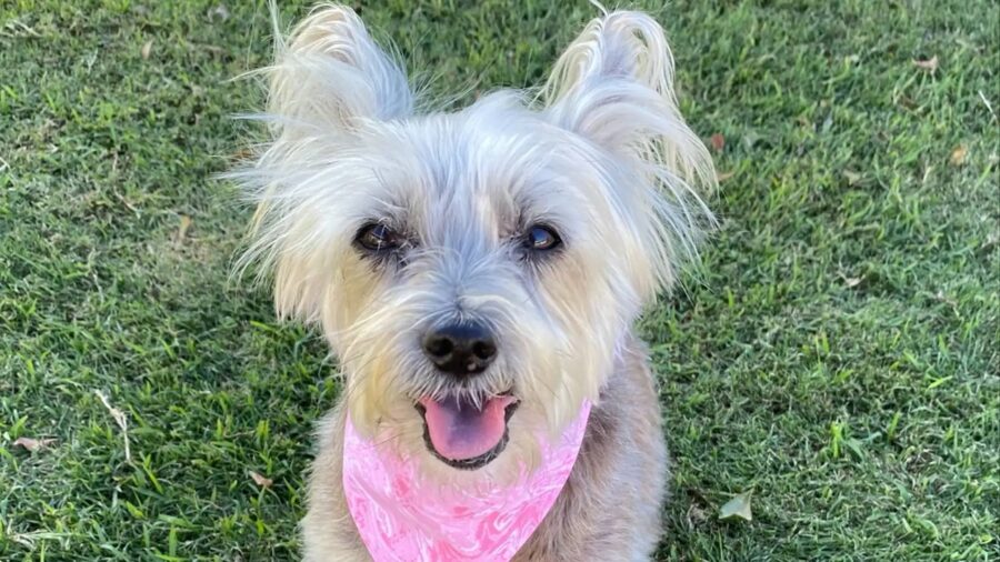 Cane di 16 anni curato per l'artrite
