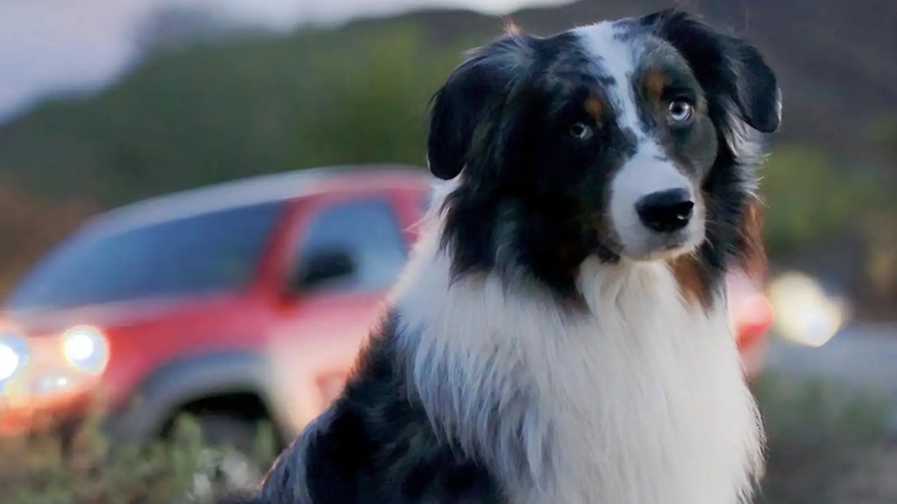 Cane bianco e nero