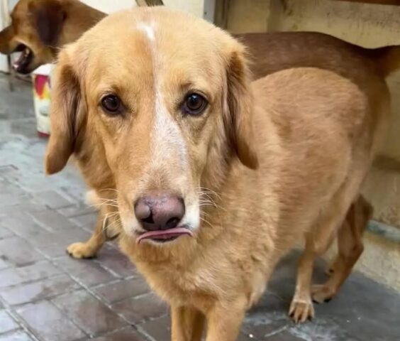Cane in fuga per 160 chilometri torna finalmente a casa