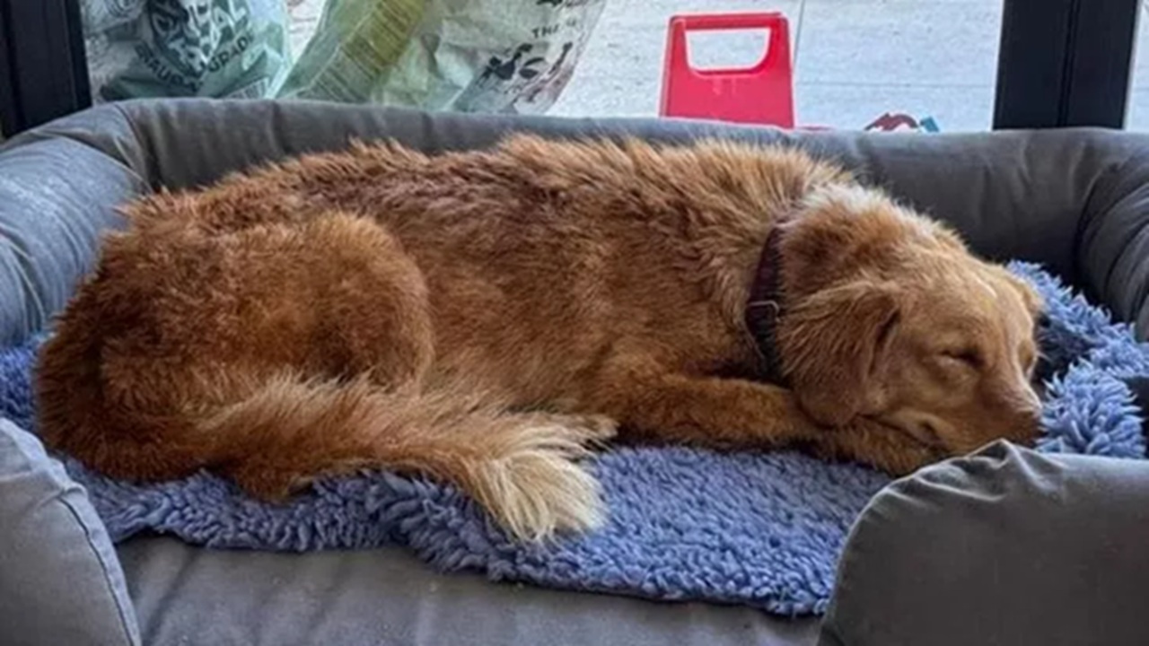 Cane in fuga per 160 chilometri