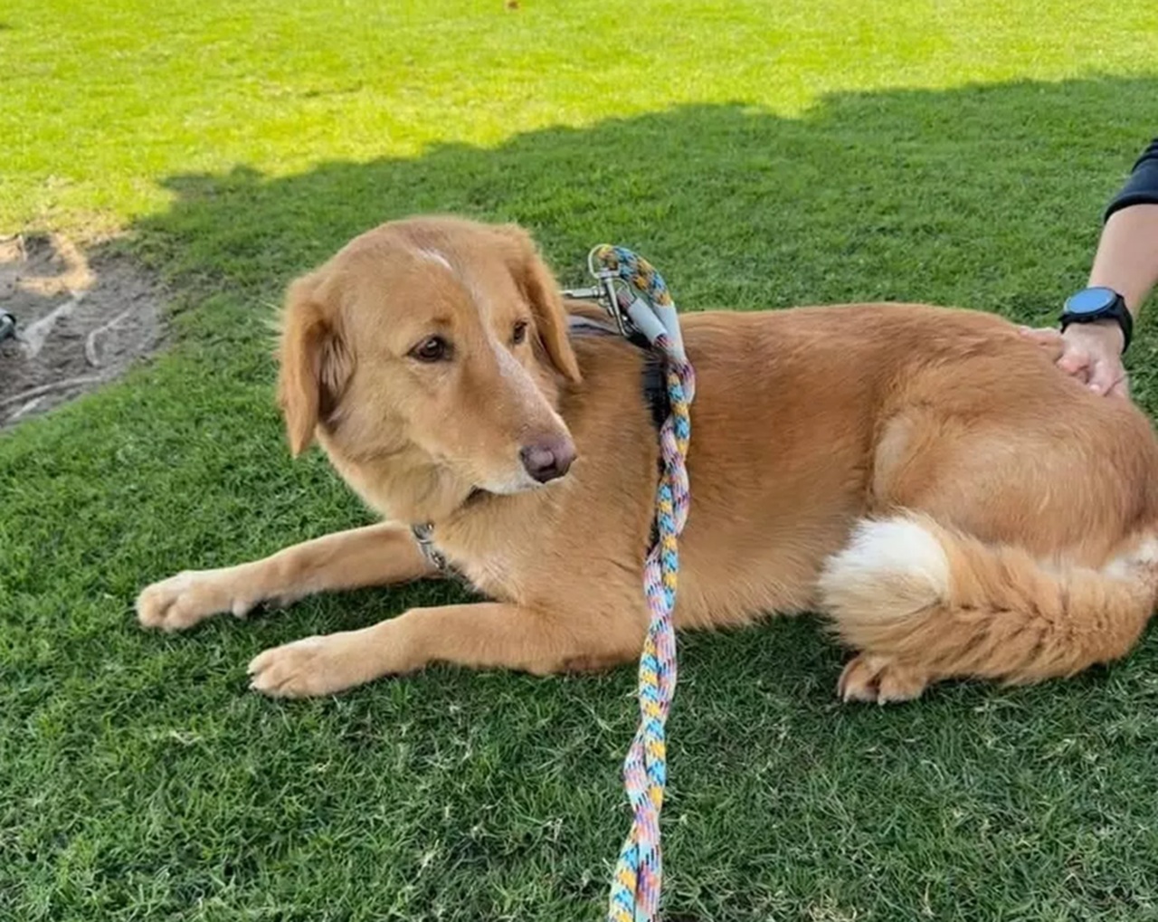Cane al guinzaglio