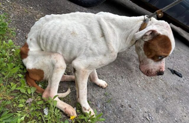 Cane lasciato solo in una casa vuota: la storia di Rhett