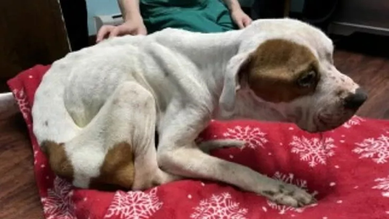 cane solo casa vuota