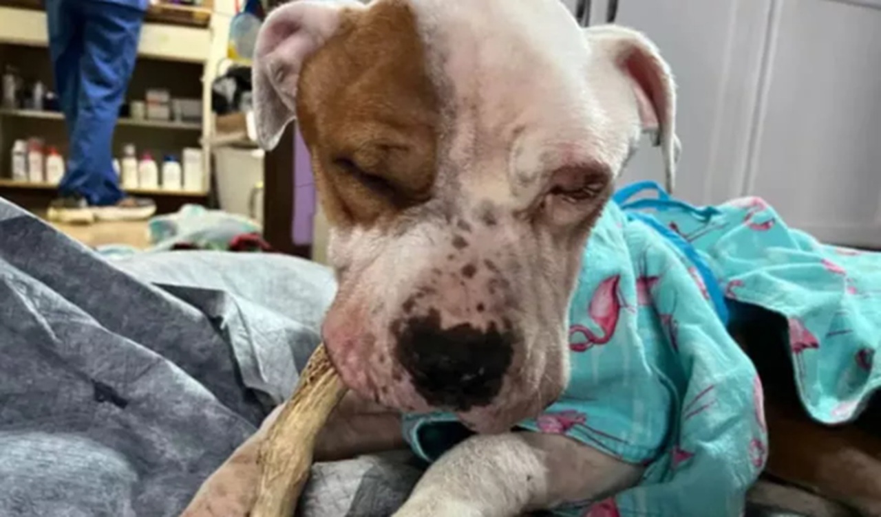 Cane dal veterinario
