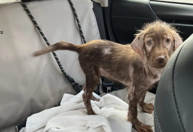 Cane magro e senza pelo del canile sorprende l’adottante con il suo nuovo aspetto