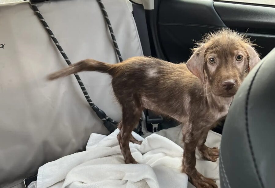 Cane magro e senza pelo del canile sorprende l’adottante con il suo nuovo aspetto